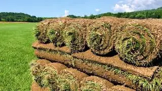 Elite Tall Fescue Pallet of Sod Showcase