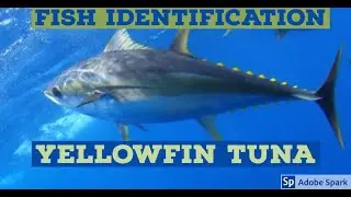 Yellowfin Tuna - NOAA Species Identification