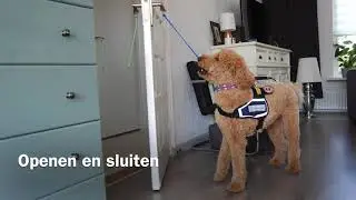 De taken van een hulphond - Hulphond aan het werk - Assistentiehond  Service Dog