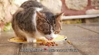 Joint Care for Senior Cats.#industrialhemp #cbdoils #petfoods #cats