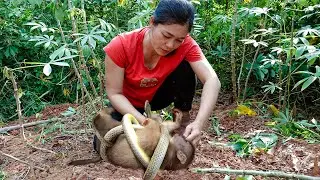Harvest Life My Bad Day - Snake Attacks Monkey - Harvesting Cassava, Cooking