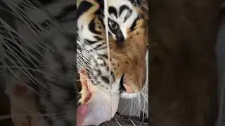 When the Zookeeper Calls in Sick#short #BigCats #Tiger