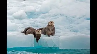 The inside passage Alaska documentary landscape, history, wildlife