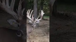 HOWDY !! #deerhunting #nature #deerwatching #safariclubinternational #hunting