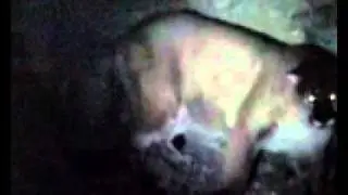 Dry Ground Lion hunt outside of Pioche on 1/15/2012
