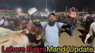 Lahore Shouk | Bakra Mandi Lovers | Mandi 2025 up date