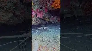 Bali's Reef Residents: the Painted Lobster | Talk to the Fish #bali #reef #scuba #ocean #diving