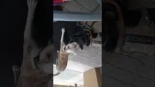 DogFoo Match!!! upside down..#streaming #God #christ #dog #dogs #automobile #peace #rainbow#life
