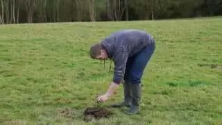 Exploding Cow Pat