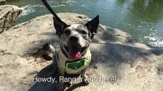 Heat safety for dogs