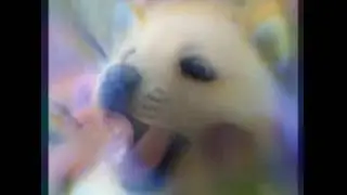 puccioso