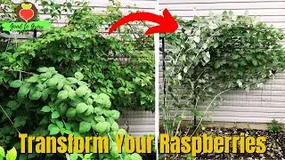 YES! You Can Grow Raspberries In A Small Garden Space! | Pruning Summer and Everbearing Raspberries