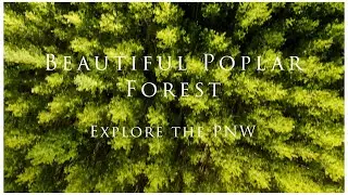 Relaxing flight around a local poplar tree farm