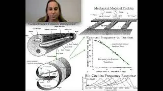 Basic Model of Cochlea Mechanical Dynamics