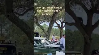 Sneaky Raccoon! Rocket? #raccoon #sneaky #rocket #carshow #cool #cute #panamacitybeach #wow