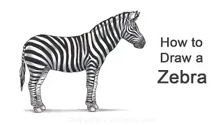 How to Draw a Zebra