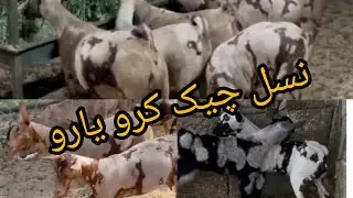 Goat sounds goats sound effect Goat sounds 10 hours Goat sound remix loud song cute eating funny