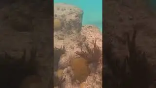 We had no idea this was just below our feet! #adventure #carnivalcruise #carnival #cruise #bermuda