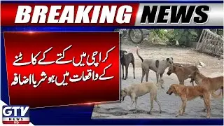 Karachi Faces Surge in Dog Bites in 2025 | Citizens Beware | Breaking News