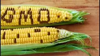 The Truth About GMOs Part 1