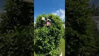 #Musvitter i fugle kassen slowmotion#Musvit(Parus major)in a birdcage#Slowmotion#Copenhagen#2023#