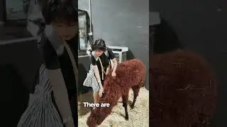 🇲🇾 Discover The Hidden Farm in Johor Bahru!🐾