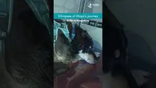 Glimpses of Maya's journey from Delhi to Bangalore