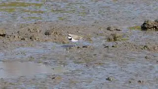 Kleine Plevier - Koornwaardplassen 16 april 2021