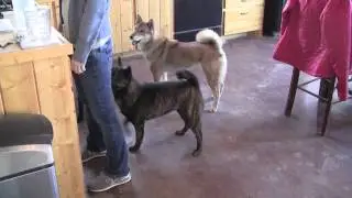 Kai Ken Kumi and Sachi