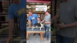 Rear dew claws removal Walnut Creek style #walnutcreek #houndlife