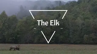 10 Fascinating Facts About Elk