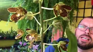 Conheça a maior orquídeas do mundo !! ( Grammatophyllum speciosum )