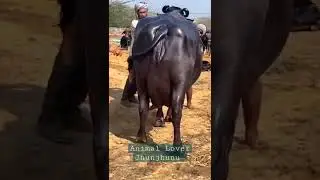 Amazing buffalo Murah #shorts #viral #buffalo #animales #rajasthan #buffaloforsale #animalshorts