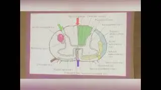 Ascending Tracts in the Spinal cord: Part 1