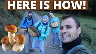 Make Money picking wild Mushrooms (and selling them) - Foraging & Hunting for Lactarius deliciosus!