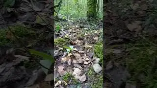 ну привет, беляш) #грибы #mushroom #лес #nature #отдых #forest #fungi #adventure #мы_грибники #food