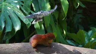 Cat TV for Cats to Watch No Ads 🌸🐿️ Beautiful Birds & Squirrels 🕊️ Nature Fun, Bird Videos 4K HDR