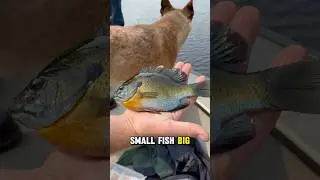 Fish Number Two On Our Wisconsin Fish Species List Goes To The Humble Bluegill #bluegill #wisconsin