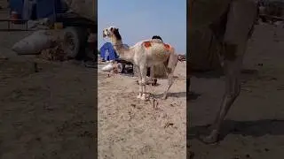 Beautiful Camel | Camel Festival |#pakistan #camel #camelfestival #mela2024 #layyah #shorts