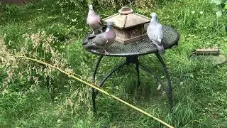 Besuch im Garten - Heute: The Goodfeathers, T&uuml;rkentauben, Eichelh&auml;her, Meisen