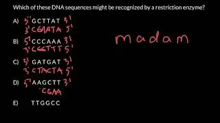 Restriction enzyme recognition sites explaned
