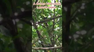 A drongo bird eating a grasshopper...