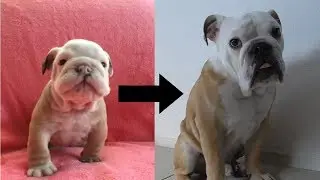 We're revealing photos of Bulldog Burumaru when he was a baby!