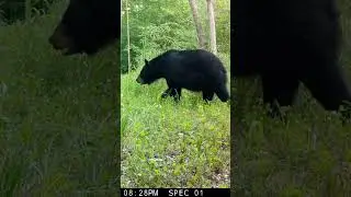 Bear Crossing