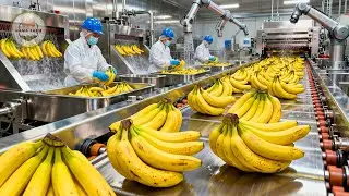 How Millions of Bananas Are Harvested and Processed &ndash; Inside a Banana Chips Factory