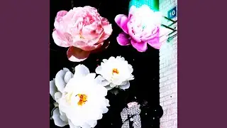 Пионы