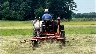 Mowing and tedding hay with Percheron draft horse power!