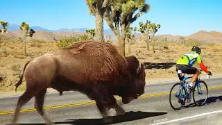 35 Times Animals Took Revenge on Cyclists