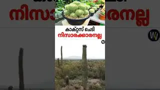 കാക്റ്റസ് ചെടി #like #news #god #animals #india #latest #instagram #food #kerala #india #world