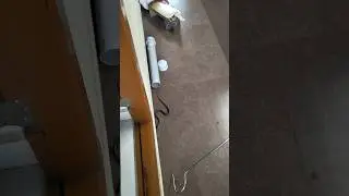 Kitchen snake🐍| Snake in kitchen #urbanwildlife #sarpa #snakerescue